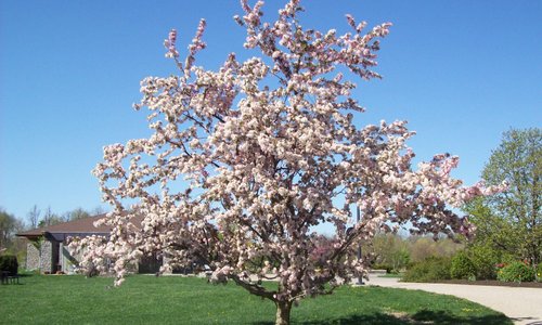 Arboretum