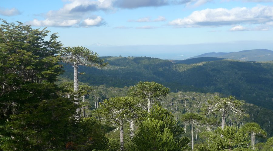 Aussicht von der Piedra del Águila im Nationalpark Nahuelbuta