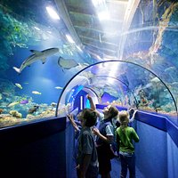 Experience Leopard Sharks swimming over your head!