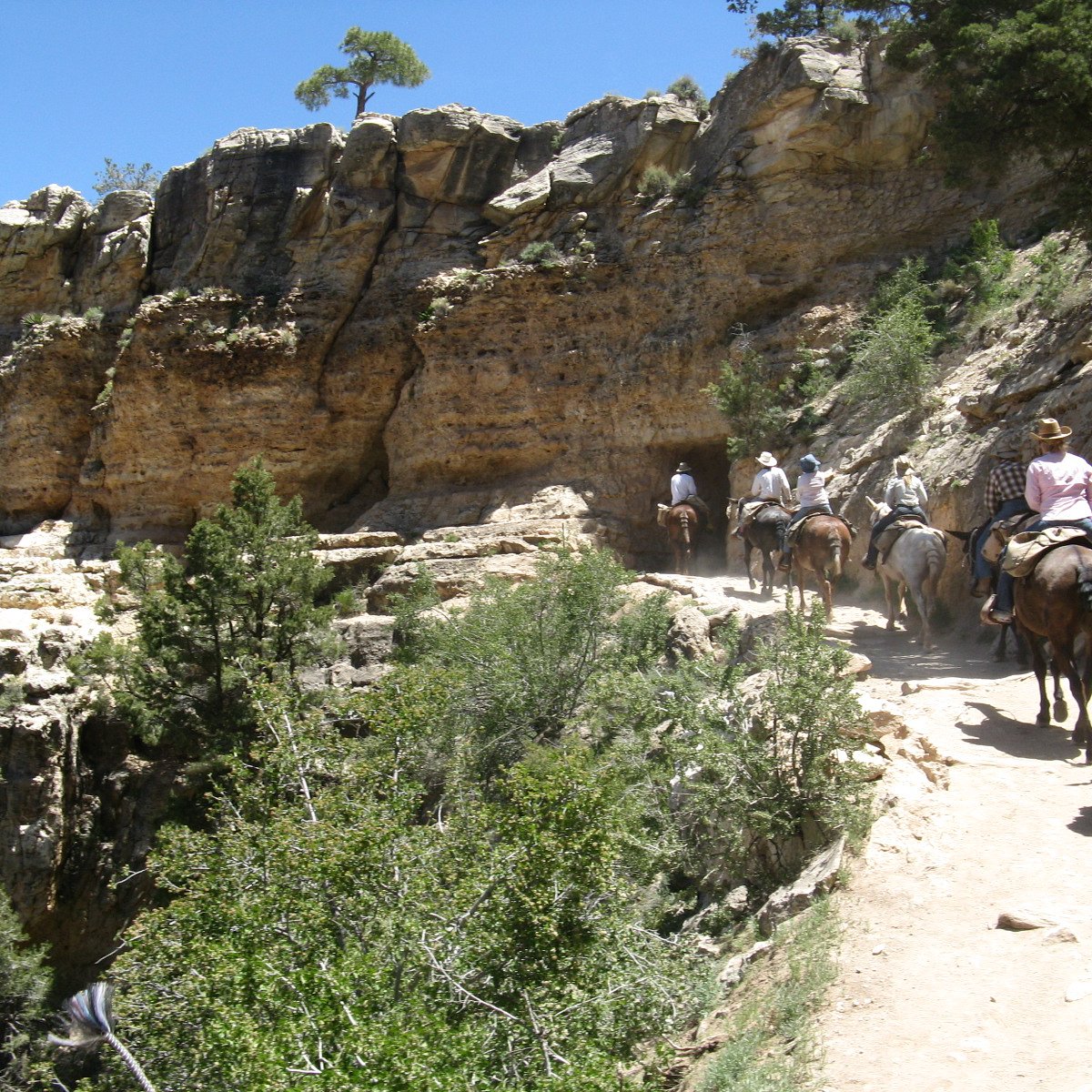 grand canyon mule tours by xanterra