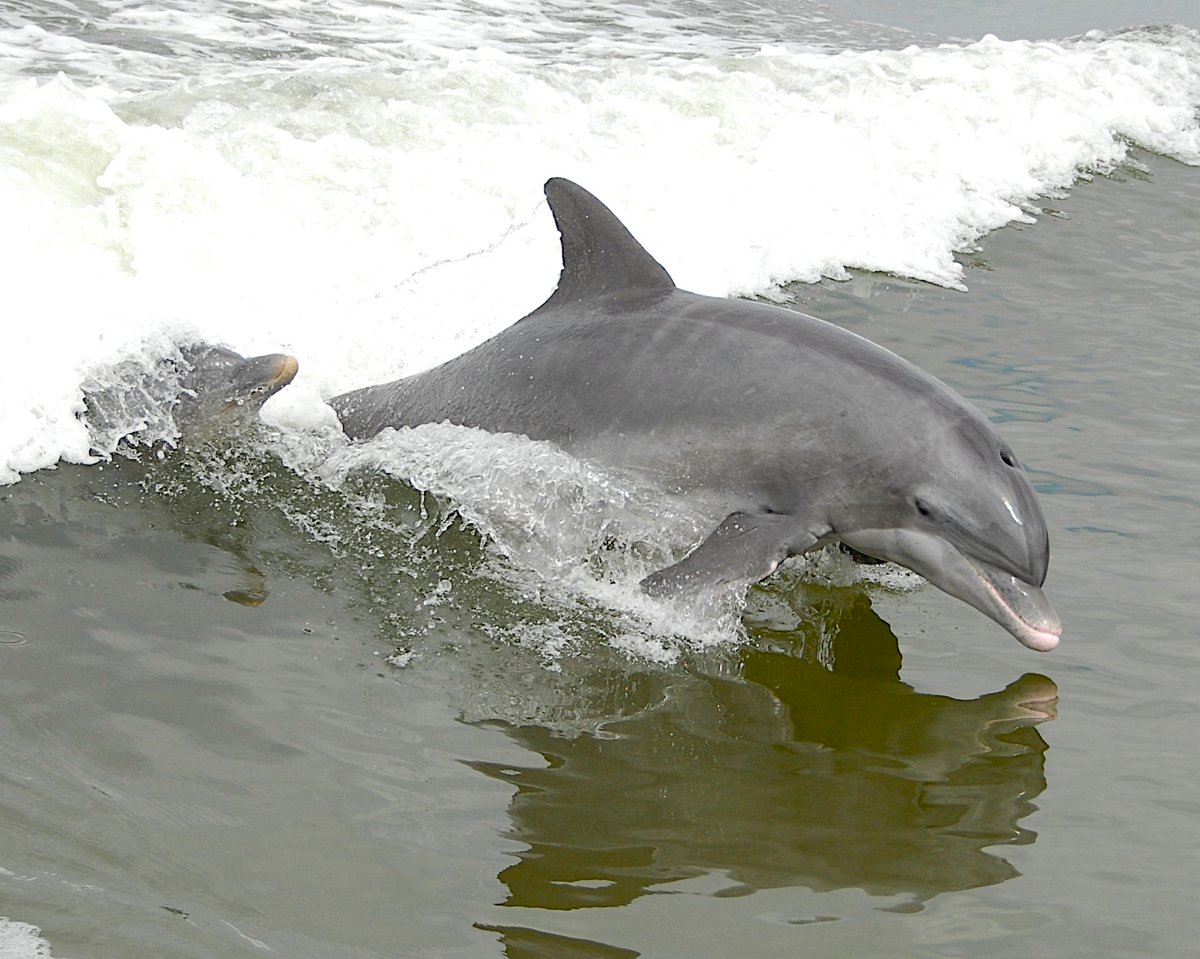 dolphin season tickets 2022