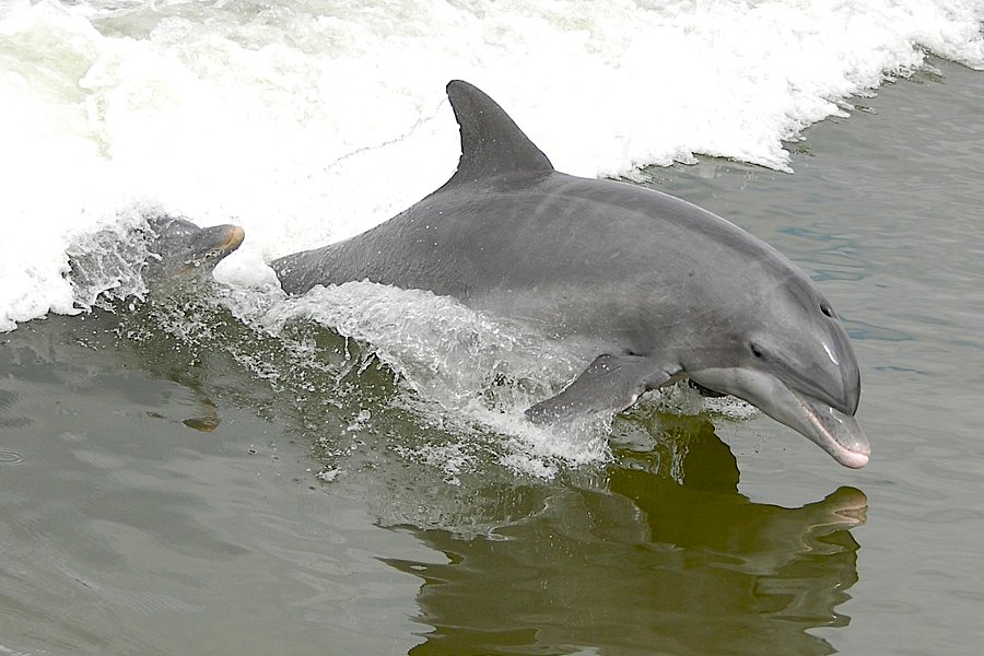 dolphin tour explorer