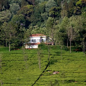Breath taking setting in the midst of a tea plantation