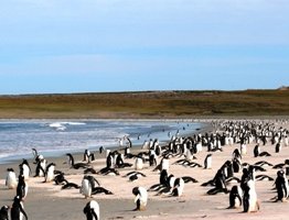 Penguins on Bluff Cove Lagoon Beach, "Best Beach for Wildlife" - Travel Magazine