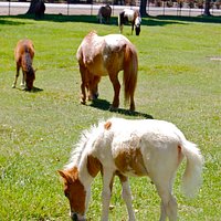 A sampling of the teeniest of horses!