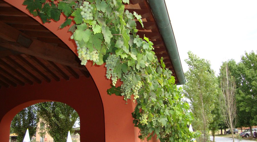 l'uva della sterpaia