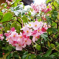 stunning begonias