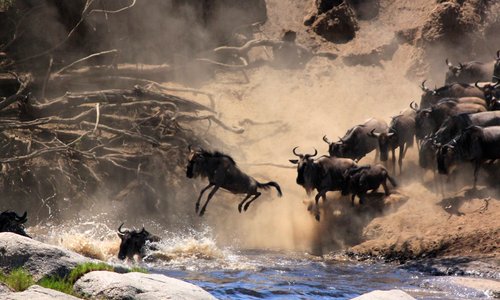 Tanzania Safari