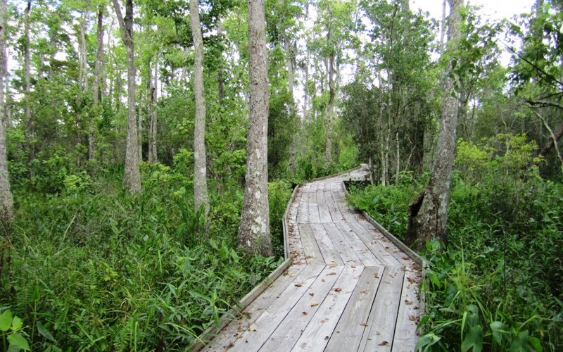 Boardwalks run through the park for about 1.5 miles.