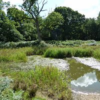 One of the ponds