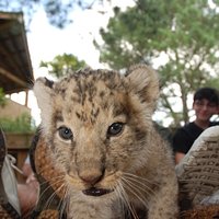 Lion Cub