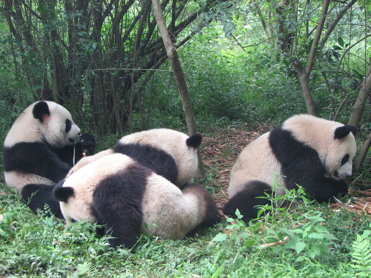 Chengdu Zoo, Чэнду: лучшие советы перед посещением - Tripadvisor