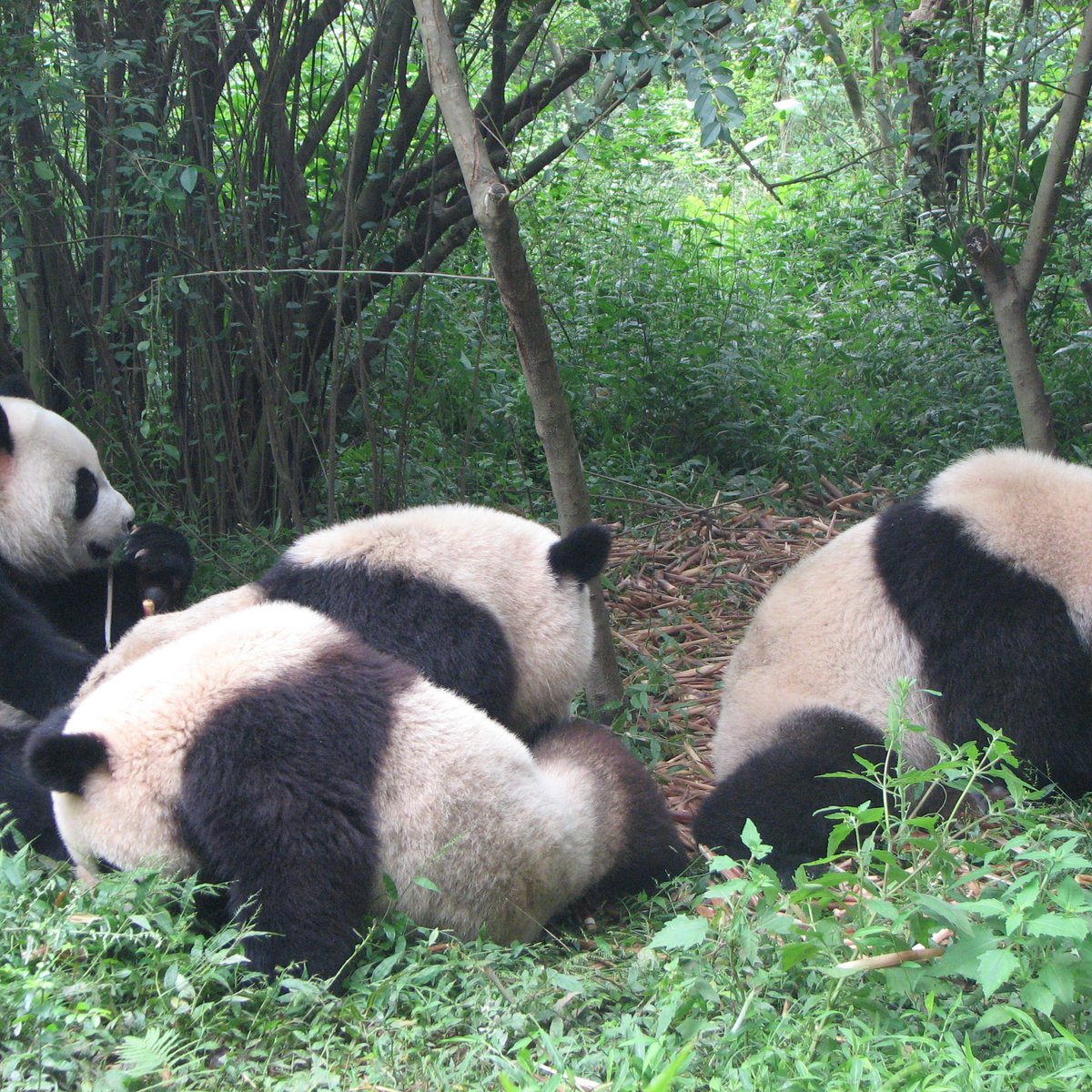 Chengdu Zoo, Чэнду: лучшие советы перед посещением - Tripadvisor