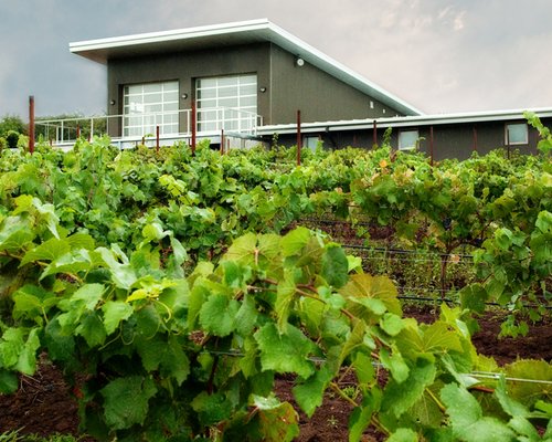 Home - Potter's Vineyard