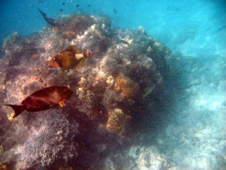 Snorkelling with attached Peponi Divers Mombasa