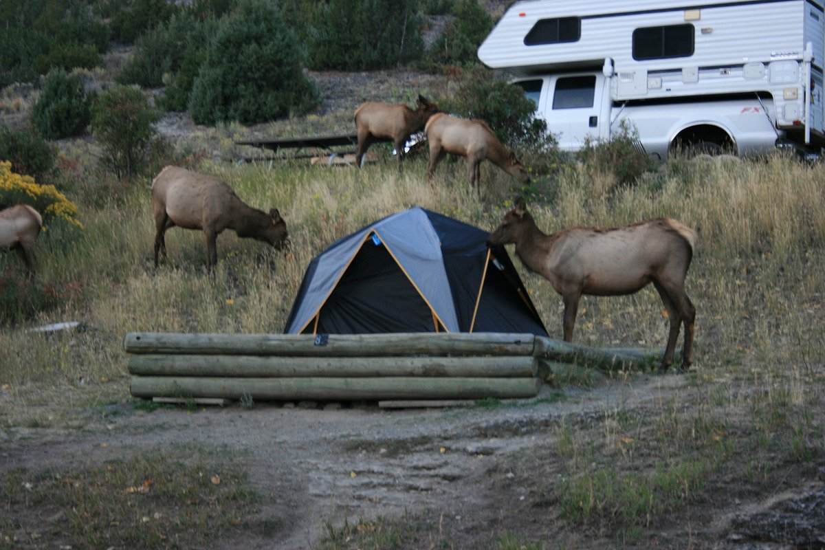 Mammoth Campground (Parc national de Yellowstone, Wyoming) tarifs 2022