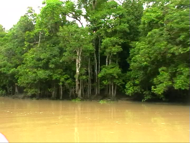 Kinabatangan River (Sabah) - 2023 Lohnt Es Sich? (Mit Fotos)