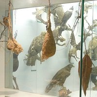 Stuffed birds