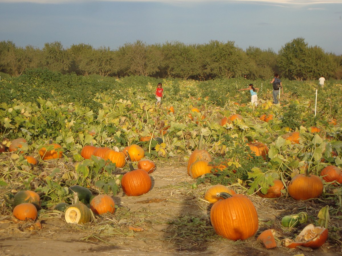 Pumpkin Farm (Wheatland) Aktuelle 2022 Lohnt es sich? (Mit fotos)