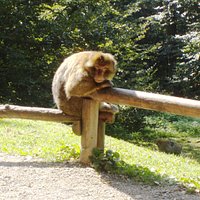 Berberaffen auf dem Affenberg