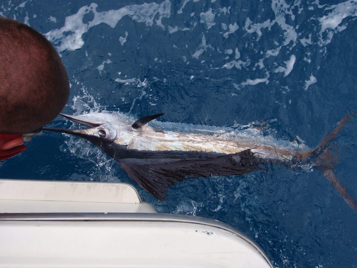 Fastest Fish in the World: Catching a Sailfish in Miami