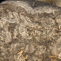 Ammonites