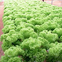 Other hidrophonic veges are available as well.
