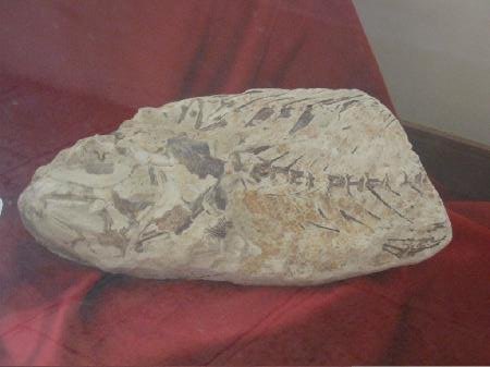 Poisson fossilisé