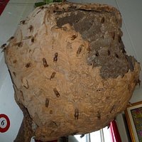 Giant wasp nest