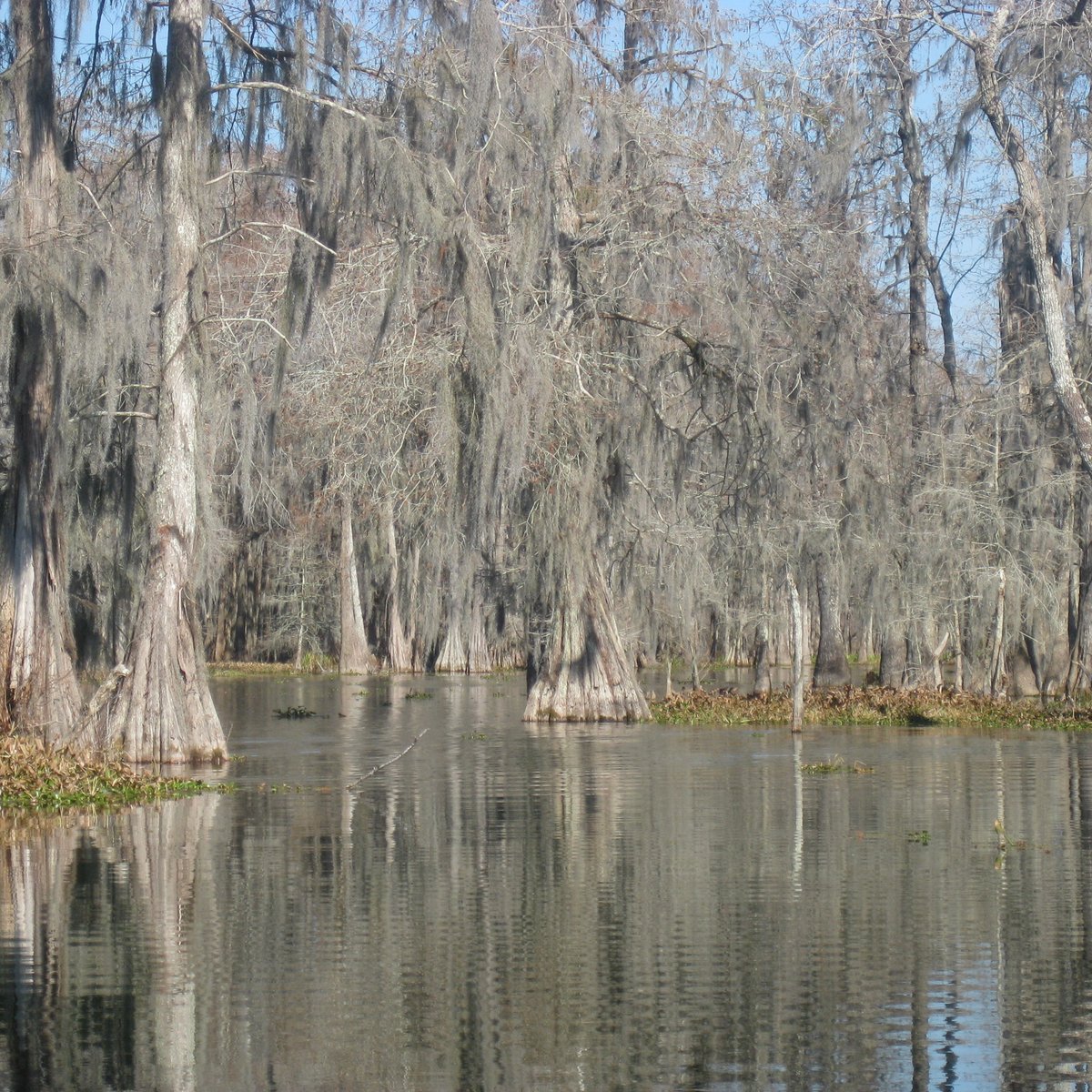 de la Houssaye's Swamp Tours (Carencro) - All You Need to Know BEFORE ...