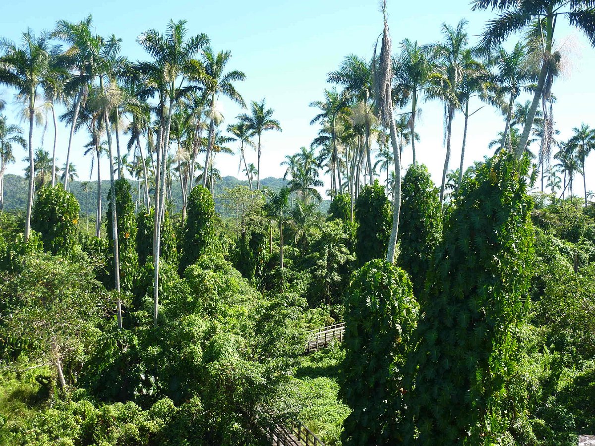 Royal Palm - Panorama Tree Care