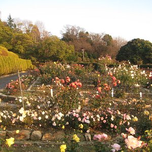 22年 ばら公園 行く前に 見どころをチェック トリップアドバイザー