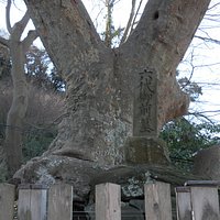 お墓とケヤキの木
