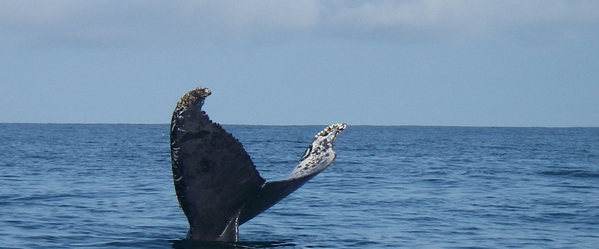 Humpback on route to Sirena