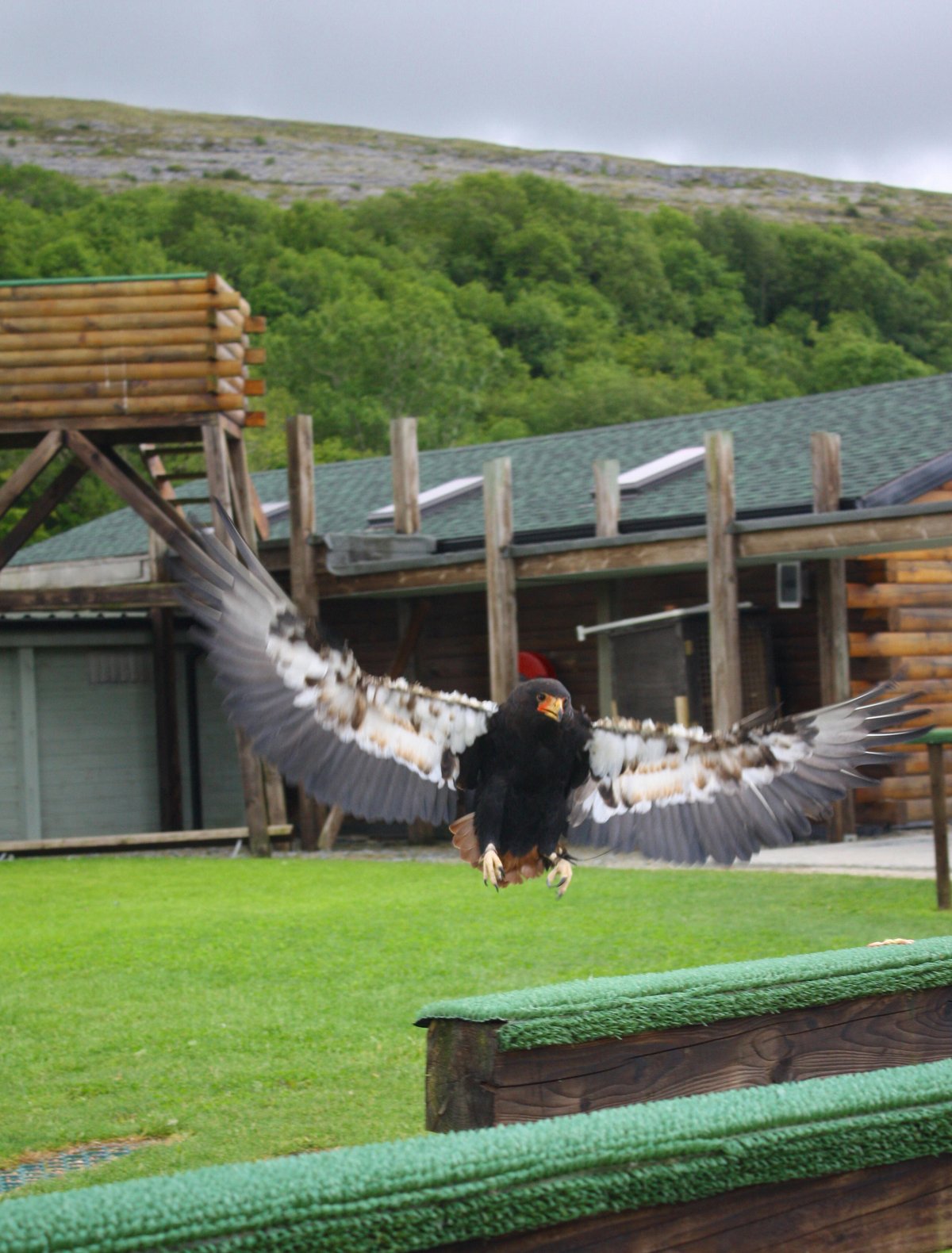 National Bird of Prey Centre - Wicklow County Tourism