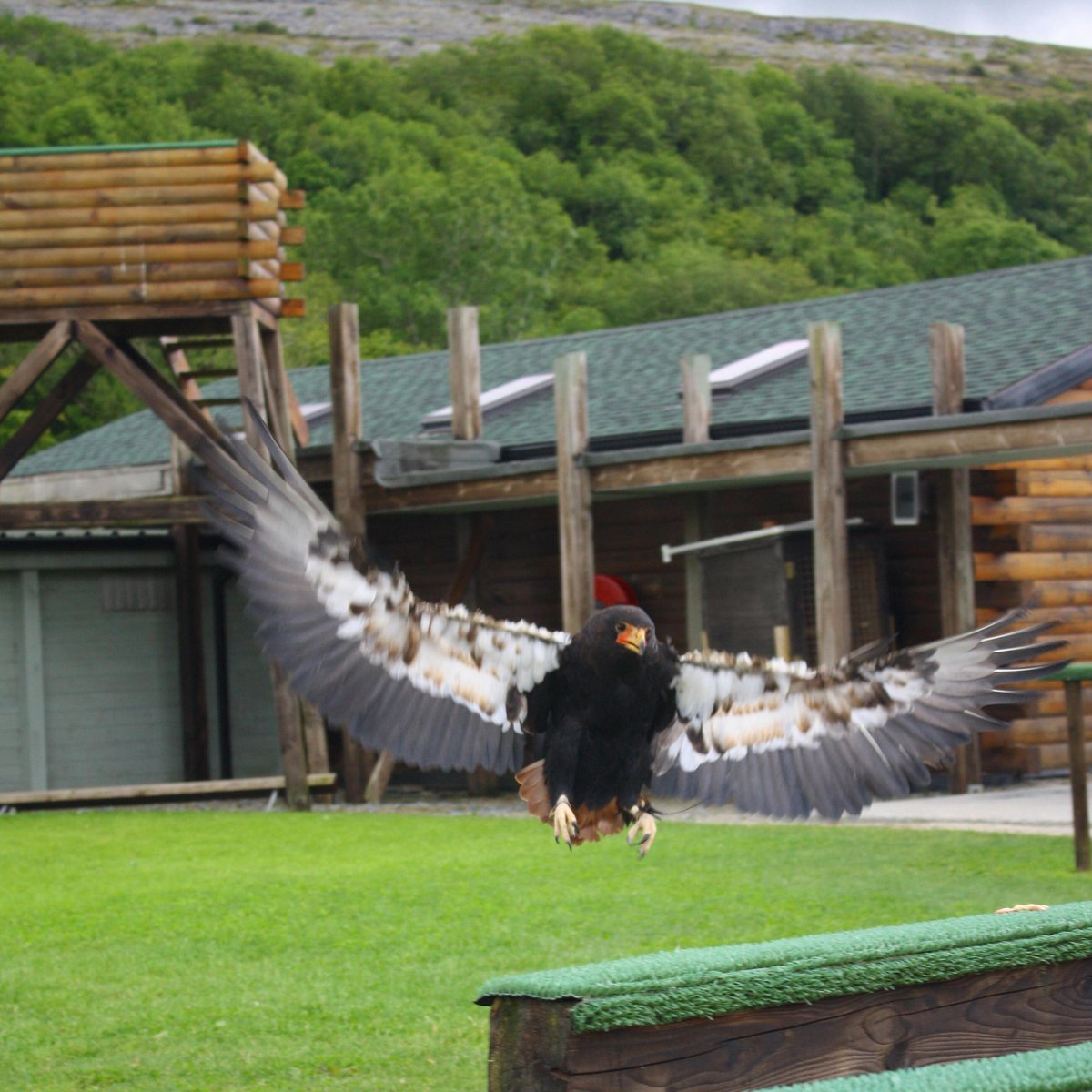 Visit The British Bird Of Prey Centre