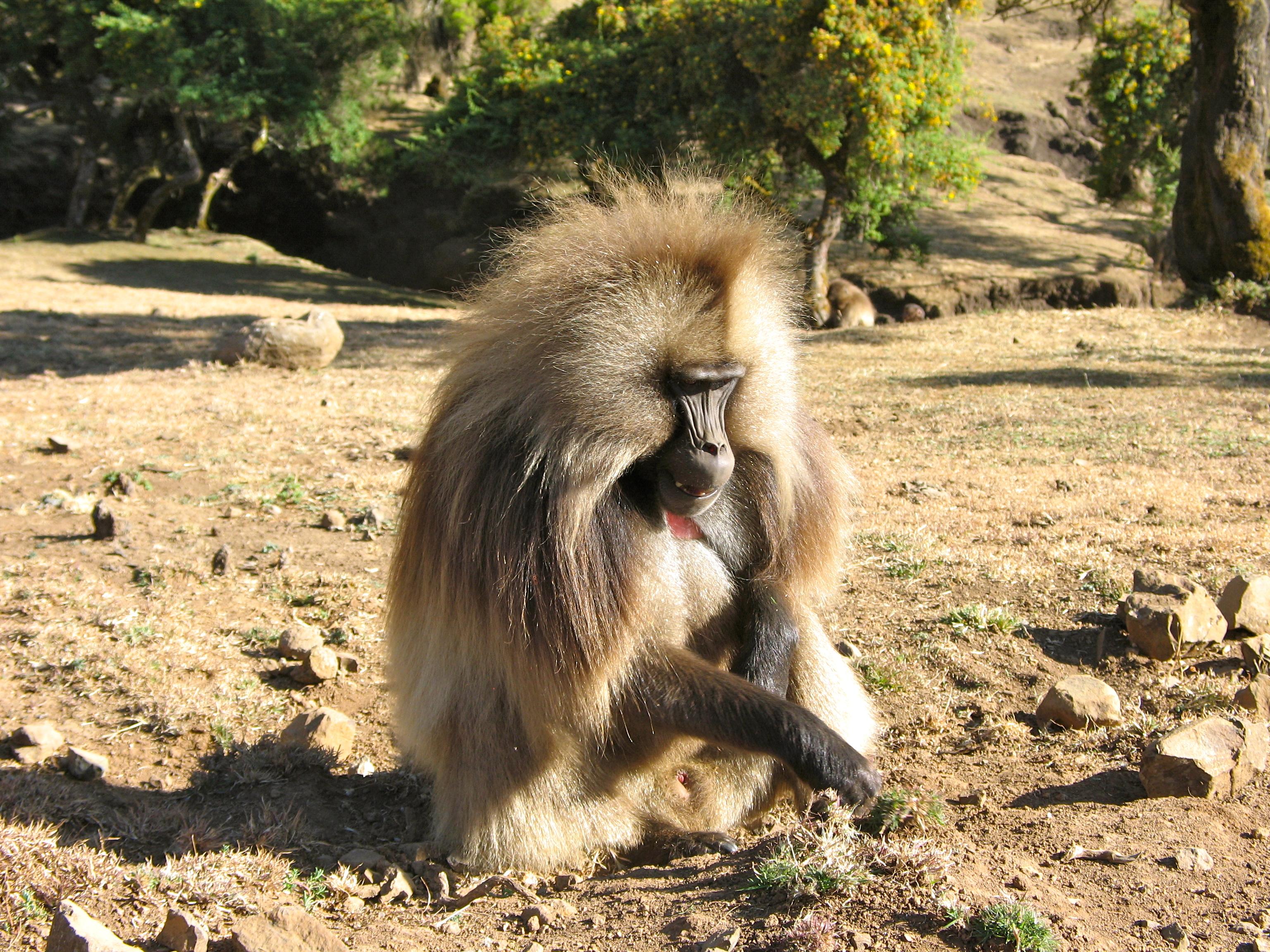 dudula