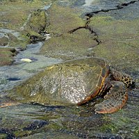 Kahalu'u Beach Park - Sea Turtle
