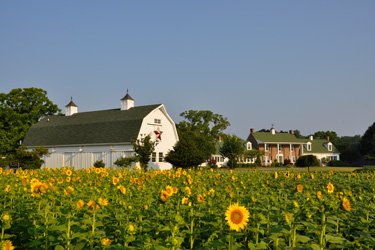 Sunflower Time at the Inn