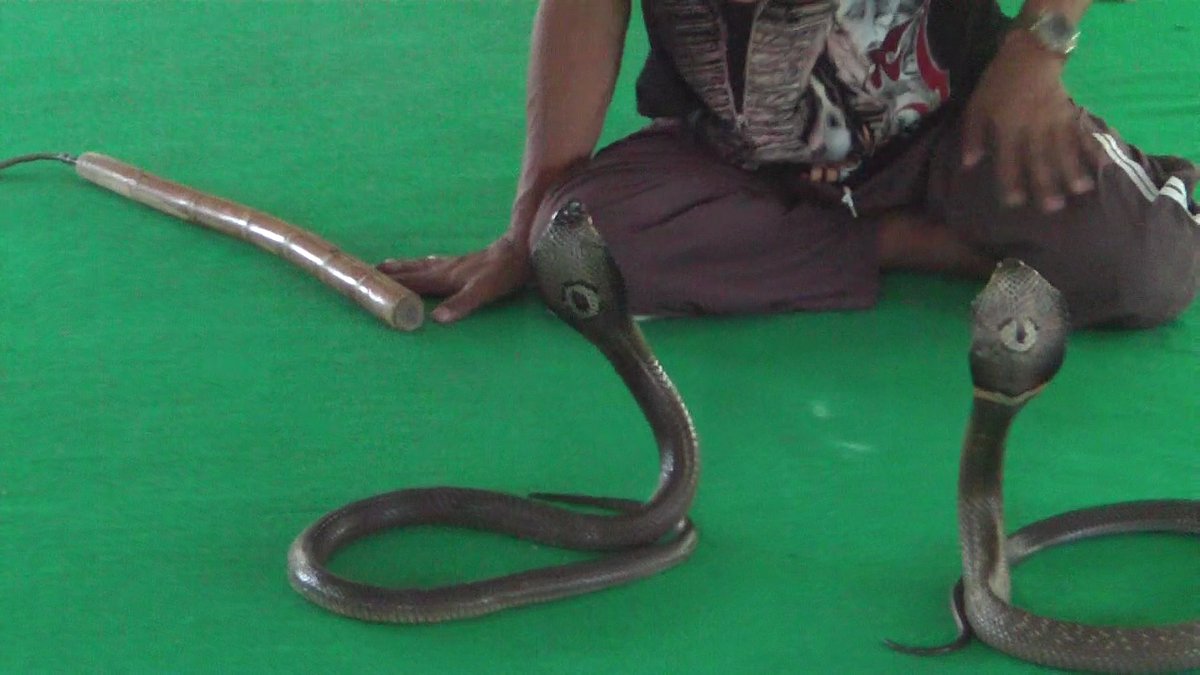 Encore un serpent au balcon!