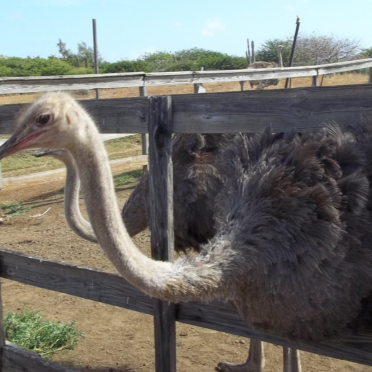 Safari Ostrich Farm  Nutritional facts of ostrich eggs vs chicken eggs