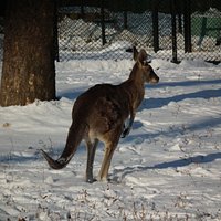ソウル動物園の写真その1