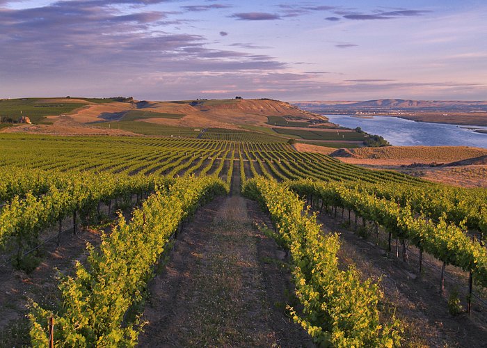 The Heart of Washington Wine Country, Tri-Cities, WA - Photo by: John Clement