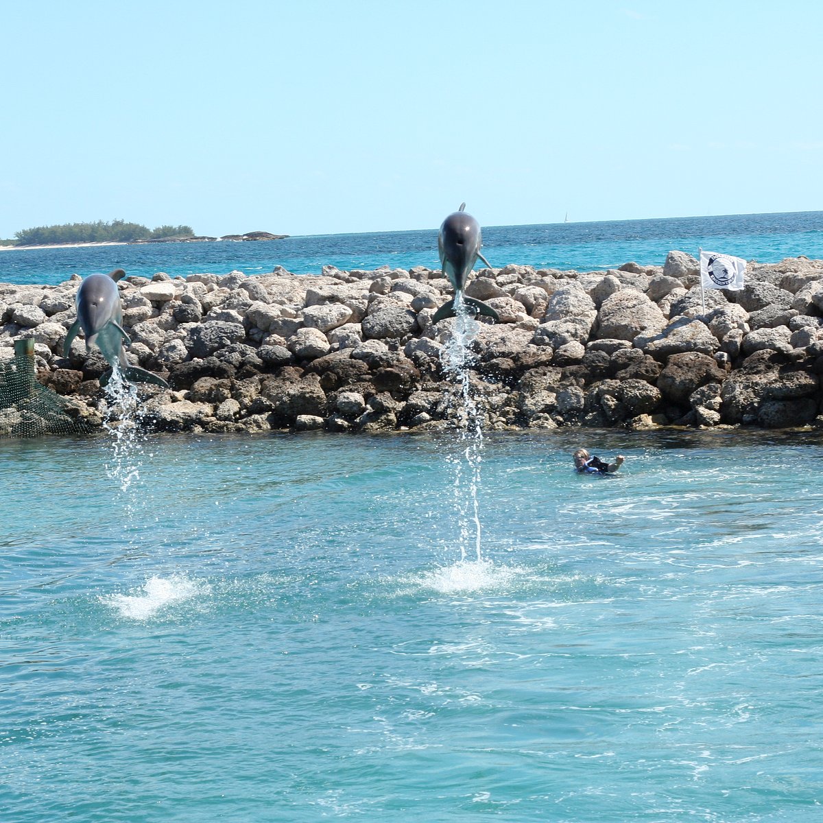 Not even the Dolphins are insane enough to sign The Rock 