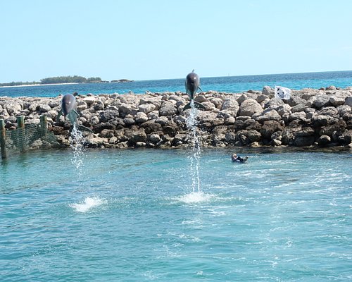 nassau bahamas dolphin excursions
