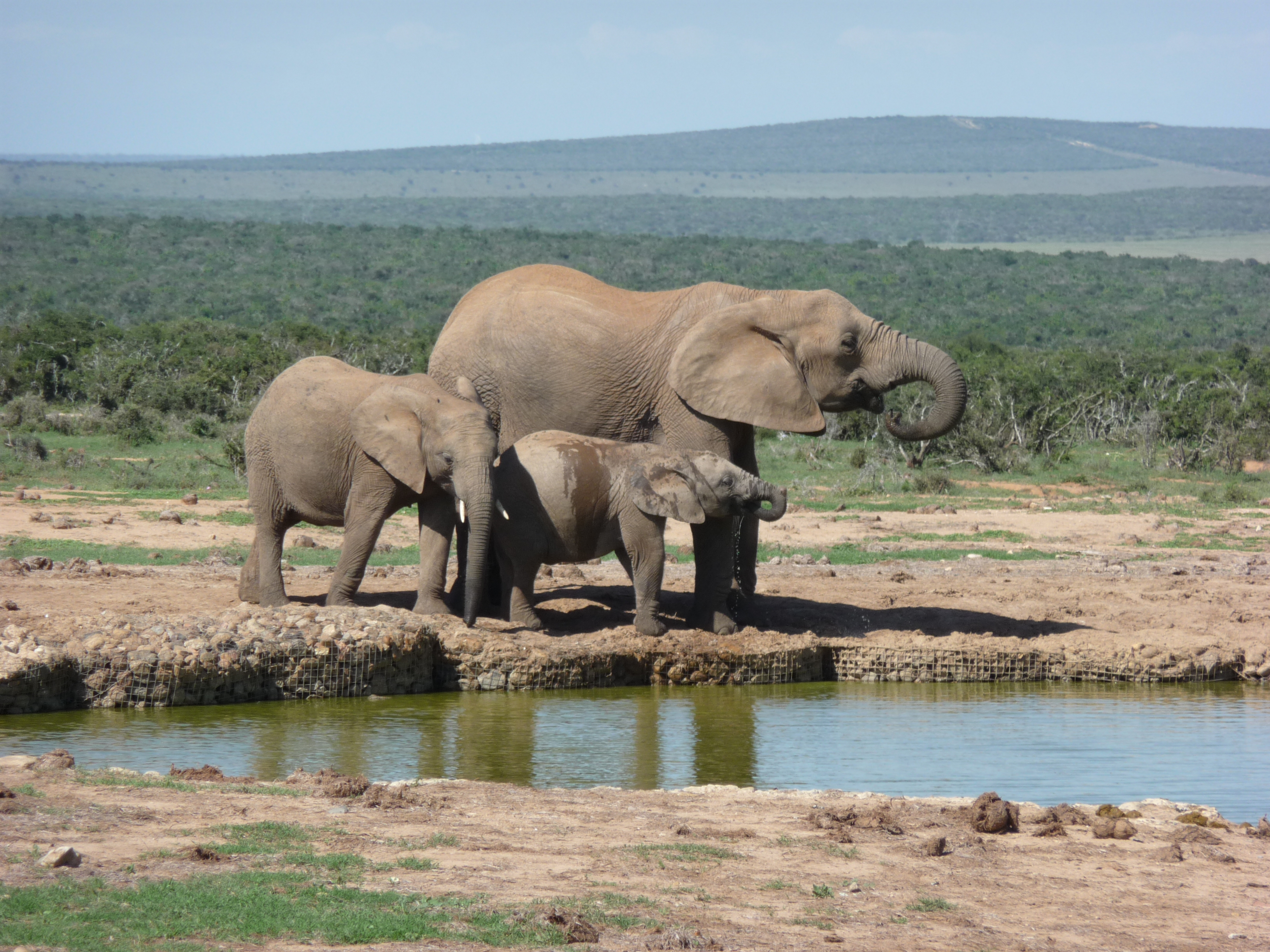 ADDO REST CAMP (ADDO ELEPHANT NATIONAL PARK, ÁFRICA DO SUL): 383 Fotos ...