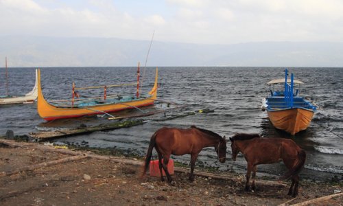 Native Horses