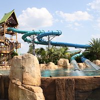 Dolphin Plunge