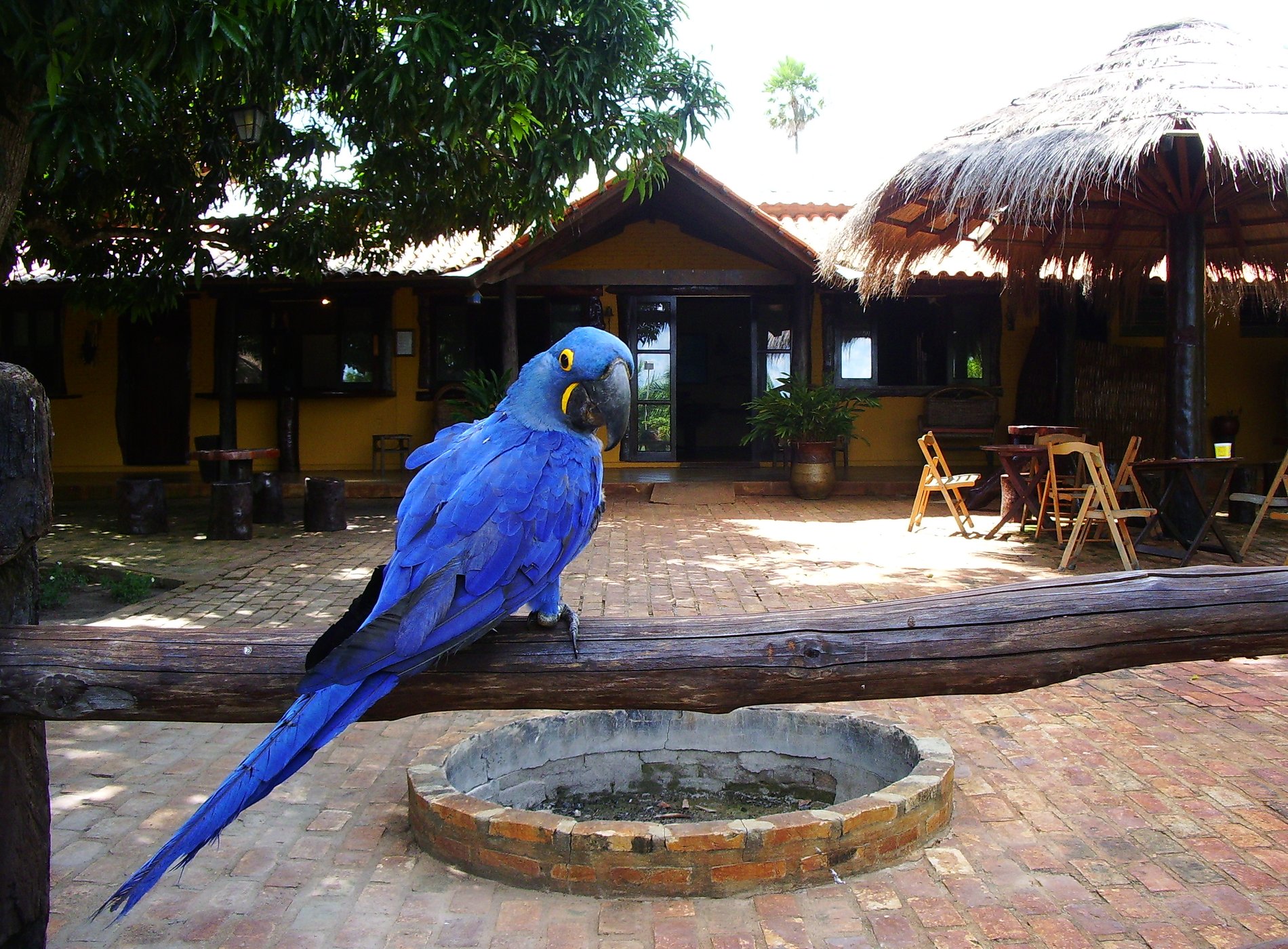 Araras Pantanal Eco Lodge by null