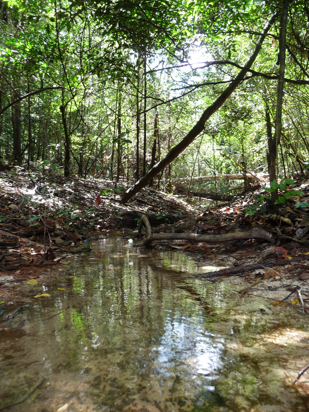 View the “Meeting of the Waters” in Santarem, Brazil - Princess Cruises